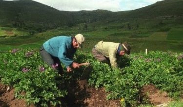 Agricultores-375x250